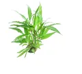 Produktbild: Hygrophila corymbosa 'Thailand' Topf  Hintergrundpflanze Aquarium Dennerle 216