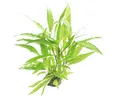 Produktbild: Schmalblättriger Wasserfreund - Hygrophila corymbosa Thailand