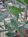 Produktbild: Quercus turneri pseudoturneri - Immergrüne Eiche - Wintergrüne Eiche 80-100