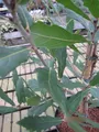 Produktbild: Quercus turneri pseudoturneri - Immergrüne Eiche - Wintergrüne Eiche 8