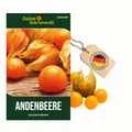 Produktbild: Physalis Andenbeere Kapstachelbeere Samen - Physalis peruviana - Andenbeerensamen - Obstsamen - Saatgut für 50 Pflanzen