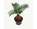 Produktbild: Exotenherz Zimmerpflanze Cycas revoluta - Japanischer Palmfarn mit Knolle - 9cm Topf