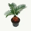 Produktbild: Exotenherz - Cycas revoluta  -  Japanischer Palmfarn mit Knolle - 9cm Topf