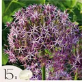 Produktbild: Alliumzwiebeln - 15 Stk - Allium 'Christophii' - Blumenzwiebeln - Lila
