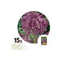 Produktbild: Plant in a Box - Alliumzwiebeln - 15 Stk - Allium 'Christophii' - Blumenzwiebeln - Lila