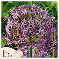 Produktbild: Plant in a Box 15 Alliumzwiebeln Allium 'Christophii' 10cm Blumenzwiebeln