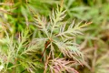 Produktbild: Acer palmatum 'Dissectum Stella Rossa', Japanischer Ahorn, rot, 80–100 cm