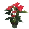 Produktbild: Plant in a Box - Flamingoblume - Anthurium 'Royal Champion' - Höhe 35-45cm - ø12cm