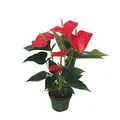 Produktbild: Plant in a Box - Flamingoblume - Anthurium 'Royal Champion' - Höhe 35-45cm - Topf 12cm - Blühende Zimmerpflanze - Rot