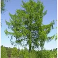 Produktbild: Europäische Lärche 100-125cm - Larix decidua