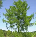 Produktbild: Europäische Lärche 100-125cm - Larix decidua