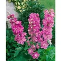 Produktbild: Delphinium Pacific Astolat Rittersporn Ca. 9x9 cm Topf