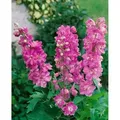 Produktbild: Sonstige - Delphinium Pacific 'astolat' P 0,5