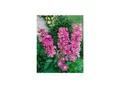 Produktbild: Delphinium Pacific 'Astolat', Rittersporn, rosa-lila, ca. 9x9 cm Topf