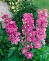 Produktbild: Delphinium Pacific 'Astolat', Rittersporn, rosa-lila, ca. 9x9 cm Topf