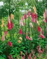 Produktbild: Digitalis purpurea 'Excelsior', Fingerhut, rosa, ca. 9x9 cm Topf