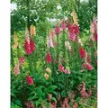 Produktbild: Digitalis Purpurea 'excelsior' P 0,5