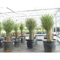 Produktbild: Yucca Palme Filifera, 100 cm, Stamm 30 - 40 cm Tambasi Yucca, winterhart -13 Grad