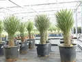 Produktbild: gruenwaren jakubik Yucca Filifera, 90-100 cm Stamm 30-40 cm Tambasi Yucca, winterhart -13 Grad