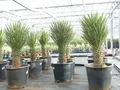 Produktbild: gruenwaren jakubik Baum Yucca Palme Filifera, 100 cm, Stamm 30 - 40 cm Tambasi Yucca
