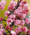 Produktbild: BALDUR Garten Zierstrauch Winterblüher Duft-Schneeball 'Dawn', 1 St., Bodnantense, winterhart, mehrjährig, pflegeleicht