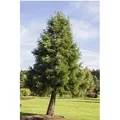 Produktbild: Sequoiadendron Giganteum Bergmammutbaum 50–60 cm