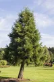 Produktbild: Pflanzen für Dich Konifere Sequoiadendron giganteum, 1 St., Riesenmammutbaum, Bergmammutbaum, Wellingtonie, riesig, langlebig