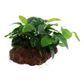 Produktbild: Aquarium Pflanze Anubias barteri var. nana Wasserpflanze auf Lavastein Nr.101 YLS Aquariumpflanze Wurzelstock Rhizom