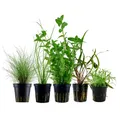 Produktbild: Aquaone Wasserpflanze Pflanzen Set mit 5 Einsteiger Wasserpflanzen Nr.221