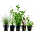 Produktbild: Pflanzen Set mit 5 Einsteiger Topf Aquarium Wasserpflanzen AquaOne Nr.221