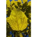Produktbild: Catalpa Bignonioides Aurea Gold-Trompetenbaum 80–100 cm