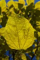 Produktbild: Pflanzen für Dich Gehölze Catalpa bignonioides Aurea, 1 St., Trompetenbaum, Gold-Trompetenbaum