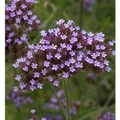 Produktbild: Eisenkraut - Verbena bonariensis