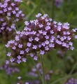 Produktbild: Eisenkraut - Verbena bonariensis