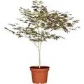 Produktbild: Acer Palmatum Atropurpureum Japanischer Ahorn Rotlaubig 60–80 cm