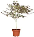 Produktbild: Acer palmatum 'Atropurpureum', Japanischer Ahorn, rotlaubig, 60–80 cm