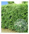 Produktbild: BALDUR Garten 10er Winterharte Bambus-Hecke, Pflanzen im 9x9 cm-Topf, Fargesia murielae Simba, Sichtschutz, blickdicht, pflegeleicht, schnell wachsend, Löwenbambus, Mähnenbambus