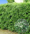 Produktbild: BALDUR Garten Bambus Winterharte Bambus-Hecke, 10 St., Bambusbaum, immergrün, winterhart, blickdicht