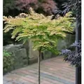 Produktbild: Hochstamm Kugel Urweltmammutbaum Matthaie 40-60cm - Metasequoia glyptostroboides