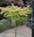 Produktbild: Hochstamm Kugel Urweltmammutbaum Matthaie 40-60cm - Metasequoia glyptostroboides - lebende Gartenpflanze aus den Baumschulen