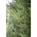 Produktbild: Cupressocyparis,eylandii 'Typ 2001' 60-80 cm