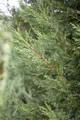 Produktbild: Cupressocyparis leylandii 'Typ 2001', immergrün, 60–80 cm