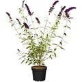 Produktbild: Buddleja Davidii Schmetterlingsstrauch Black Knight 40-60 cm
