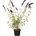 Produktbild: Pflanzen-für-dich.de - Buddleja Davidii 'black Knight' 3 L 40- 60