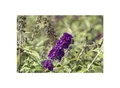 Produktbild: Buddleja davidii 'Black Knight', Schmetterlingsflieder, dunkelviolett, 40–60 cm