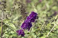 Produktbild: Buddleja davidii 'Black Knight' 40-60 cm – Winterhart, Mehrjährig, Pflegeleicht – Schmetterlingsflieder – Zierstrauch für Garten & Beet