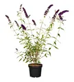 Produktbild: Buddleja davidii 'Black Knight', Schmetterlingsflieder, dunkelviolett, 40–60 cm