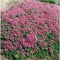 Produktbild: Thymus Praecox Minor Teppich-Thymian Aromatisch Ca. 9x9 cm Topf