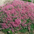 Produktbild: Thymus praecox 'Minor', Teppich-Thymian, aromatisch, ca. 9x9 cm Topf