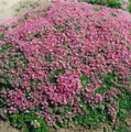 Produktbild: Pflanzen für Dich Staude Thymus praecox Minor, 1 St., Kriechender Thymian, Teppich-Thymian